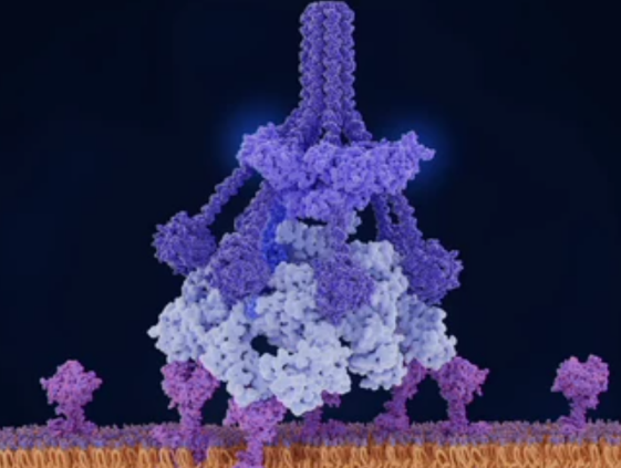 Antigen-Antibody Complex Characterization Using the iEM Platform
